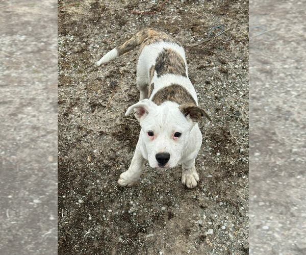 Medium Photo #2 Mutt Puppy For Sale in Linton, IN, USA