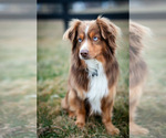 Small Photo #1 Miniature Australian Shepherd Puppy For Sale in WOOSTER, OH, USA