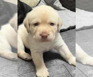 Labrador Retriever Puppy for sale in ORCHARD PARK, NY, USA