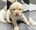 Small Photo #1 Labrador Retriever Puppy For Sale in ORCHARD PARK, NY, USA