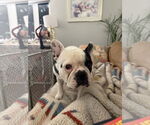 Small #2 French Bulldog
