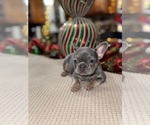Small Photo #5 French Bulldog Puppy For Sale in HILTON, NY, USA