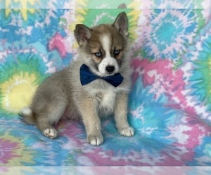 Pomsky Puppy for sale in LANCASTER, PA, USA