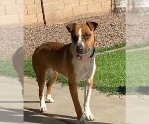 Basset Hound-Labrador Retriever Mix Dogs for adoption in Chandler, AZ, USA