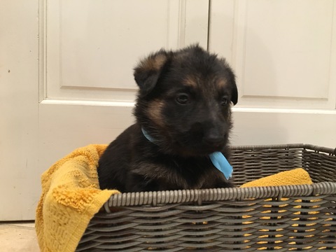 Medium Photo #11 German Shepherd Dog Puppy For Sale in QUINCY, IL, USA