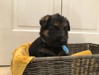 Small Photo #11 German Shepherd Dog Puppy For Sale in QUINCY, IL, USA