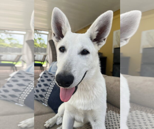 Medium Photo #1 - Mix Puppy For Sale in Hoffman Estates, IL, USA