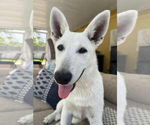 - Mix Dogs for adoption in Hoffman Estates, IL, USA