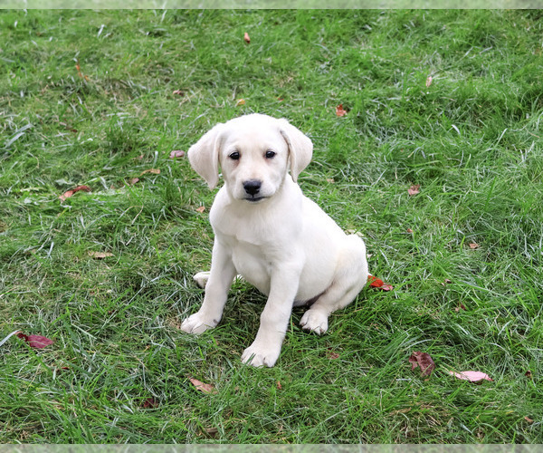 Medium Photo #2 Labrador Retriever Puppy For Sale in SYRACUSE, IN, USA