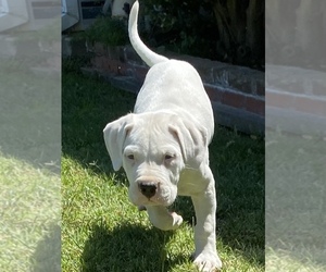 Dogo Argentino Puppy for sale in WOODLAND, CA, USA