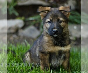 Australian Shepherd-German Shepherd Dog Mix Puppy for sale in BIRD IN HAND, PA, USA
