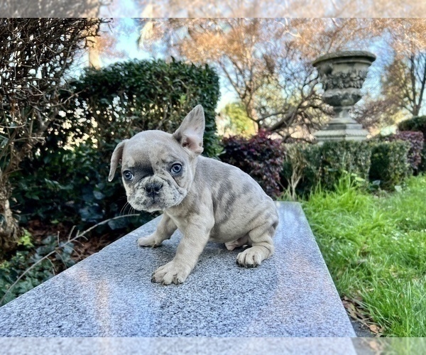 Medium Photo #250 French Bulldog Puppy For Sale in HAYWARD, CA, USA