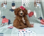 Buttercup - Female Cavapoo (Miniature) Puppy for Sale - Photo #3