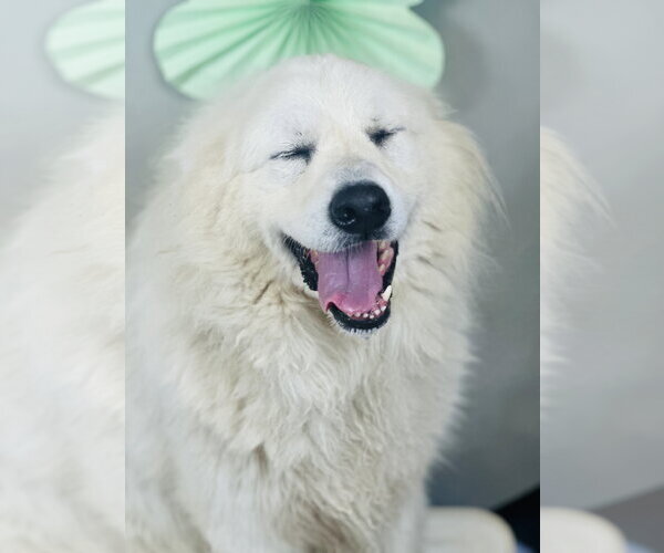 Medium Photo #2 Great Pyrenees Puppy For Sale in Spring, TX, USA