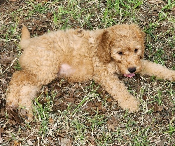 Medium Photo #4 Goldendoodle Puppy For Sale in WACO, TX, USA