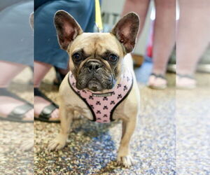 French Bulldog Dogs for adoption in St. Louis Park, MN, USA