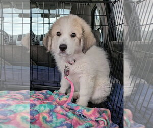 Medium Great Pyrenees