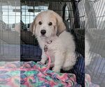 Small Great Pyrenees