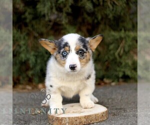 Pembroke Welsh Corgi Puppy for sale in GORDONVILLE, PA, USA