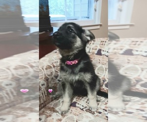 German Shepherd Dog Puppy for sale in PELZER, SC, USA