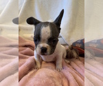 Small Photo #8 French Bulldog Puppy For Sale in JOHNS ISLAND, SC, USA