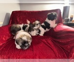 Small #12 Shih Tzu