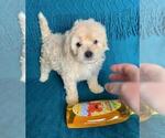 Small Photo #1 Goldendoodle Puppy For Sale in WEST COVINA, CA, USA