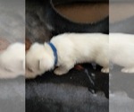Puppy Puppy 1 West Highland White Terrier