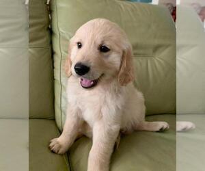 Golden Retriever Puppy for sale in CHATSWORTH, CA, USA