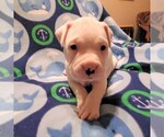 Puppy 4 Dogo Argentino