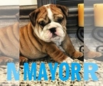 Small Photo #1 Bulldog Puppy For Sale in BOWLING GREEN, KY, USA