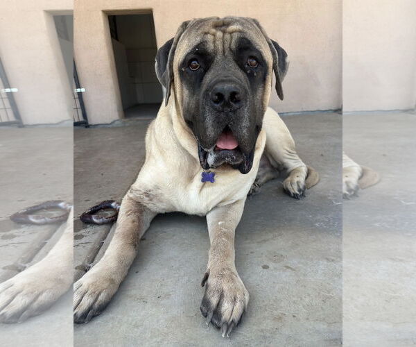 Medium Photo #4 Mastiff Puppy For Sale in Goodyear, AZ, USA