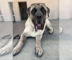 Small #3 Mastiff