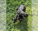 Small #1 Schnauzer (Miniature)