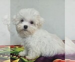 Small Mal-Shi-Maltese Mix
