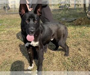 German Shepherd Dog-Unknown Mix Dogs for adoption in McKinleyville, CA, USA