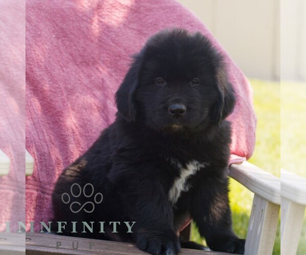 Medium Photo #1 Newfoundland Puppy For Sale in KINZERS, PA, USA