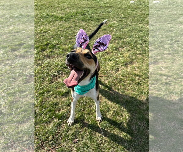 Medium Photo #8 Treeing Walker Coonhound-Unknown Mix Puppy For Sale in Germantown, OH, USA