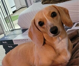 Mother of the Dachshund puppies born on 05/03/2026