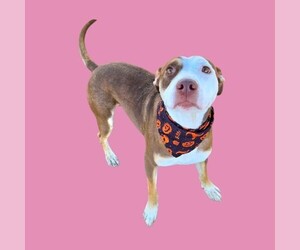 Mutt Dogs for adoption in Bakersfield, CA, USA