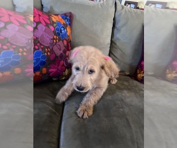 Medium Photo #2 Double Doodle Puppy For Sale in WEST COVINA, CA, USA