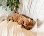 Small Photo #10 Cavapoo Puppy For Sale in MARQUAND, MO, USA