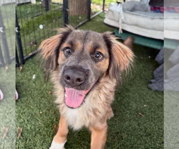 Medium Photo #1 Mutt Puppy For Sale in Turlock, CA, USA