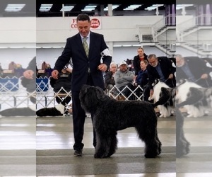 Father of the Bouvier Des Flandres puppies born on 07/14/2026