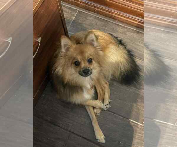 Medium Photo #1 Mutt Puppy For Sale in Katy, TX, USA