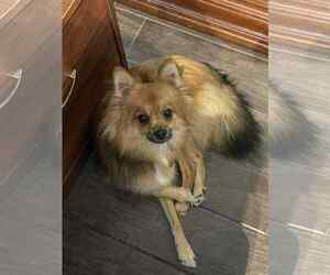 Mutt Dogs for adoption in Katy, TX, USA