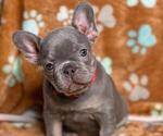 Puppy 2 French Bulldog