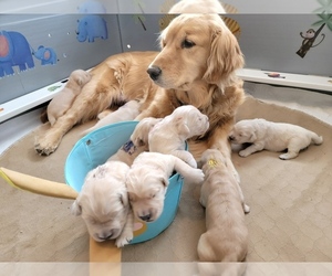 Golden Retriever Puppy for sale in GREAT FALLS, MT, USA