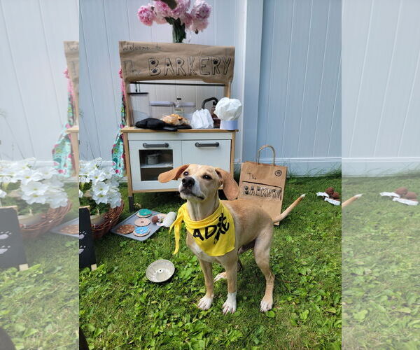Medium Photo #8 Mutt Puppy For Sale in Crystal, MN, USA
