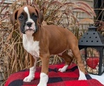 Small Photo #6 Boxer Puppy For Sale in GOSHEN, IN, USA